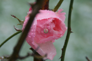 <h3>Frost-Kissed Rose / 2013</h3>