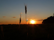 <h3>Sunset in a Field / 2012</h3>