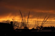 Golden Sunset & Grass
