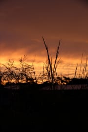 Golden Sunset & Grass