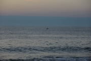 Dolphin jumping