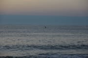 Dolphin landing