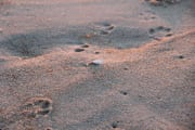 Tracking the seagulls!