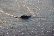 Horseshoe crab