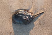 Horseshoe crab